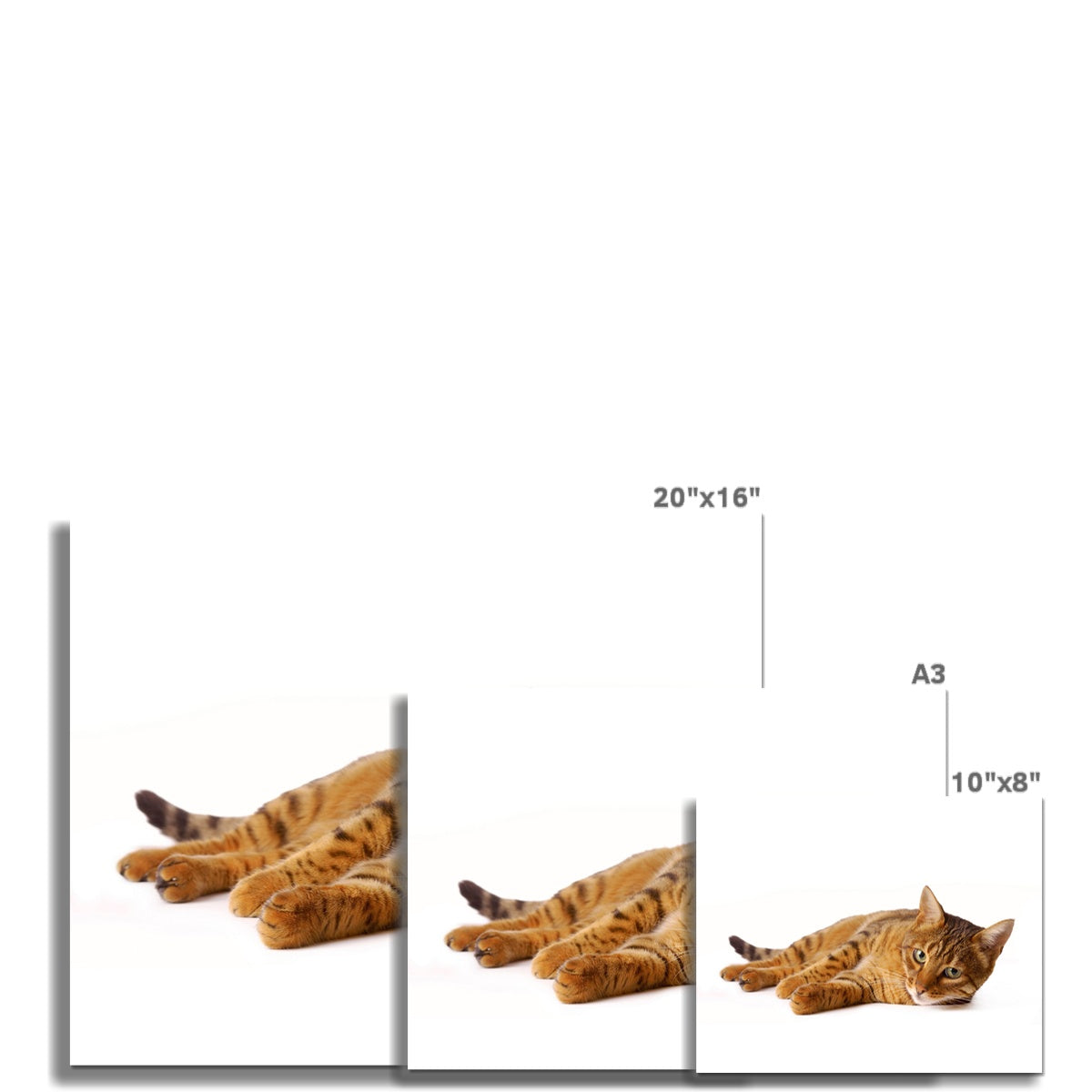 Bengal cat lying on its side on a white background Fine Art Print