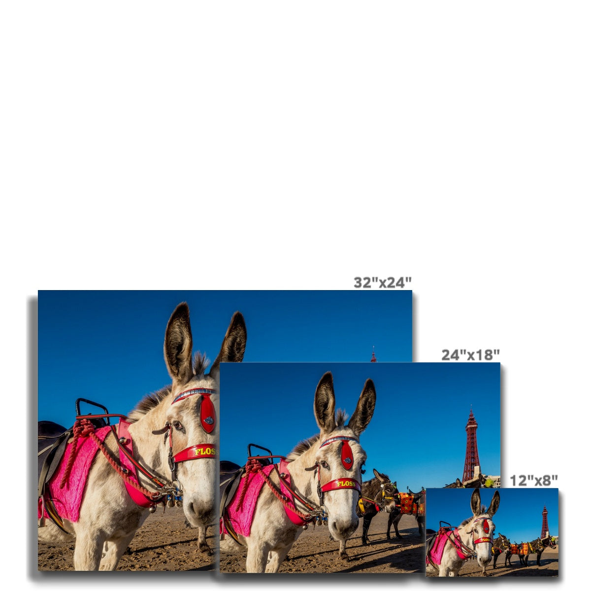 Donkeys on beach with Blackpool Tower Canvas