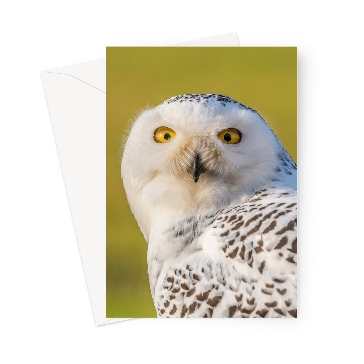 Surprised Snowy Owl Greeting Card