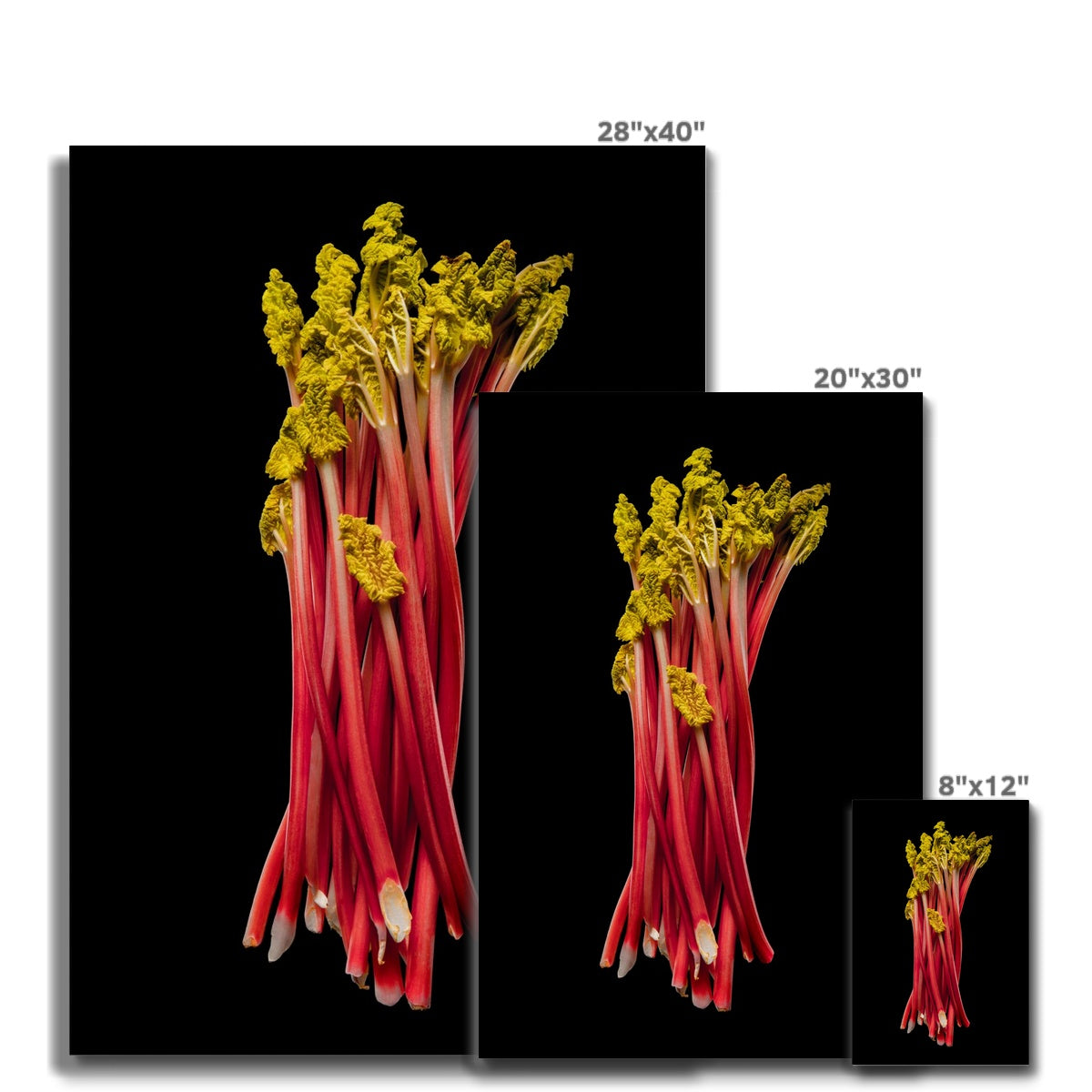 Rhubarb on black background Canvas