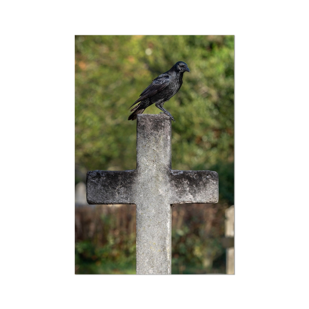 image41