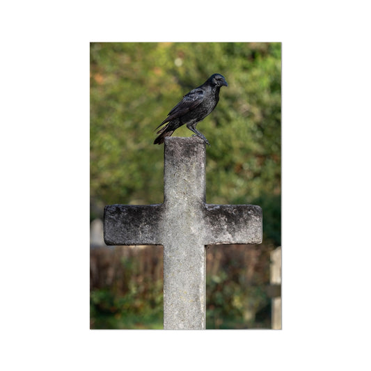 image41