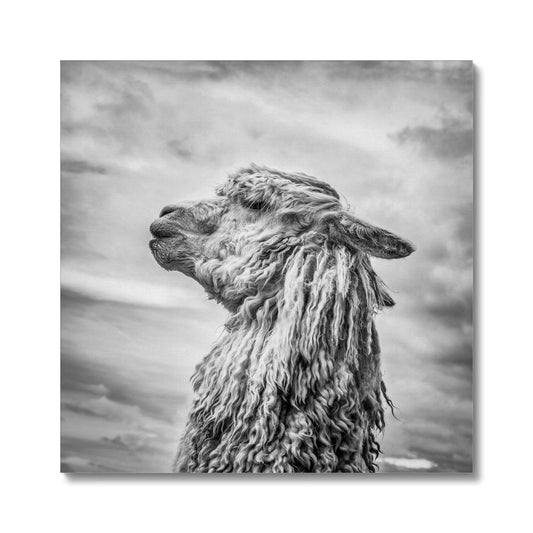 Alpaca  Canvas