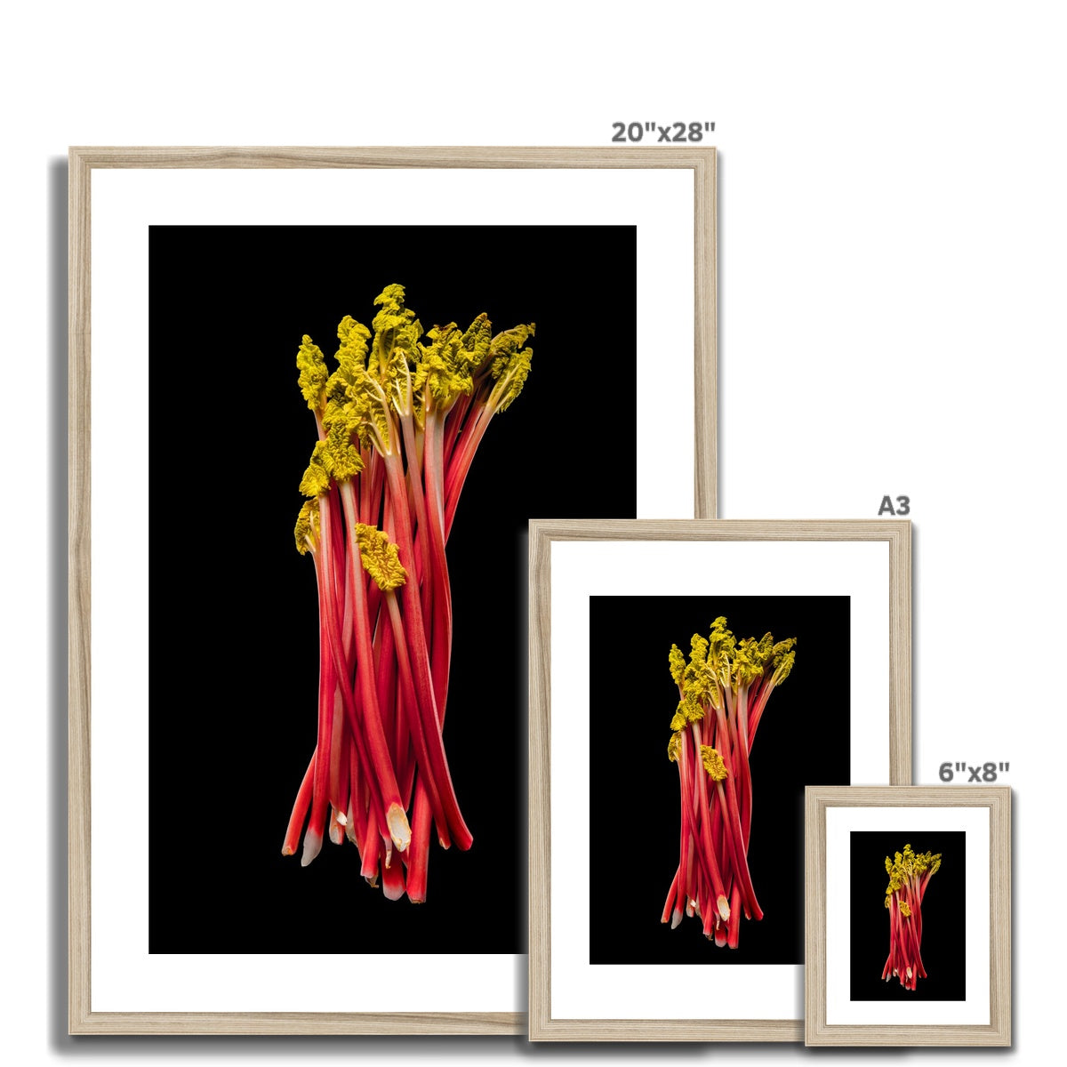 Rhubarb on black background Framed & Mounted Print