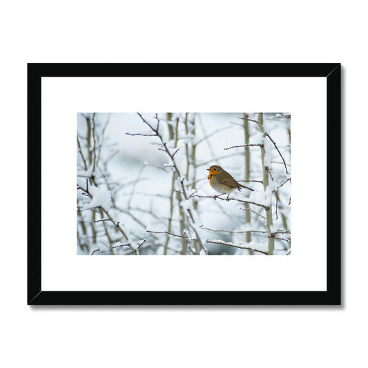 Robin perched on a snow covered tree branch Framed & Mounted Print