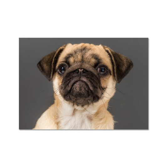 Pug Dog Fine Art Print