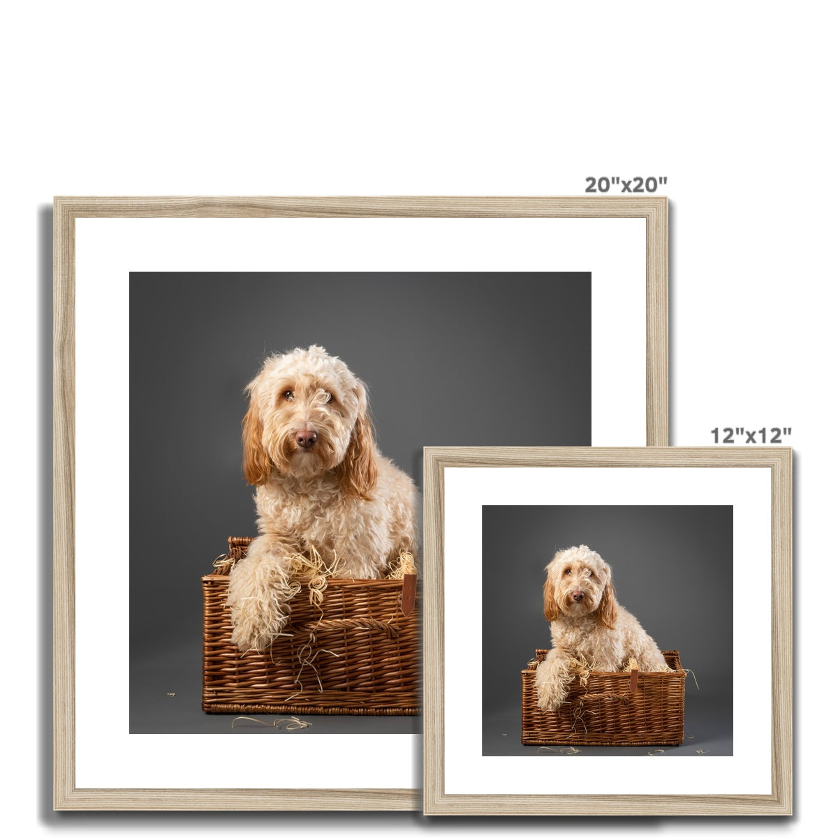 Cockapoo dog inside wicker picnic hamper Framed & Mounted Print