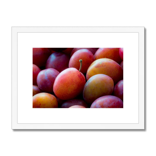 Freshly picked Victoria plums. Framed & Mounted Print