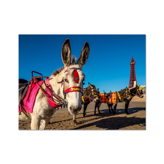 Donkeys on beach with Blackpool Tower Fine Art Print