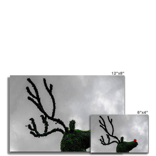 Topiary Christmas reindeer with red nose, Covent Garden, London, UK. Fine Art Print