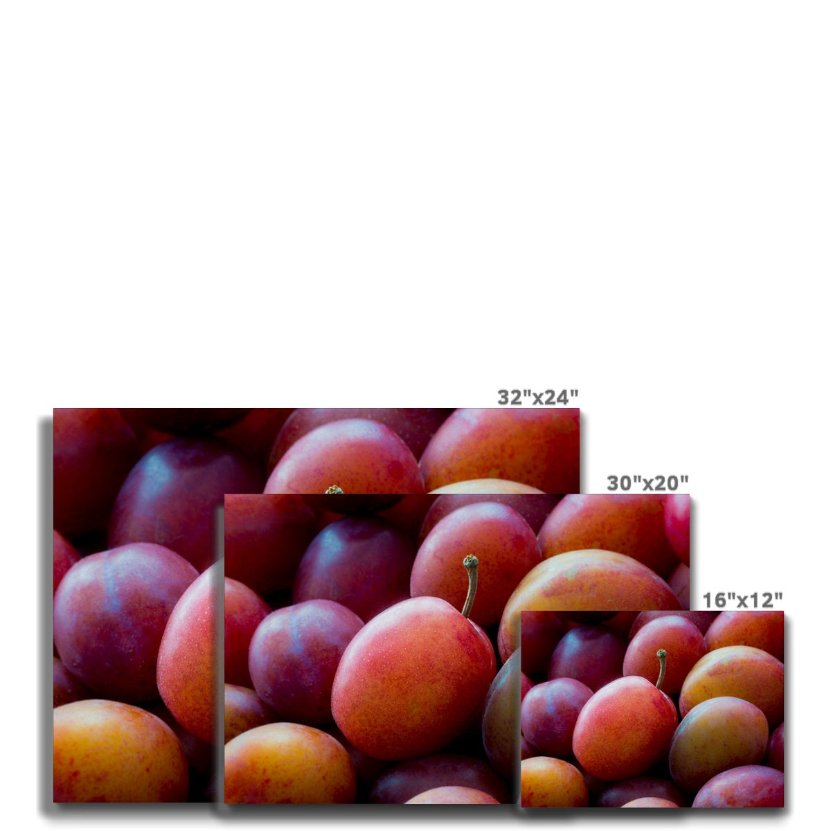 Freshly picked Victoria plums. Canvas