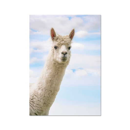 Inquisitive Alpaca Fine Art Print