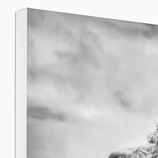 Alpaca  Canvas