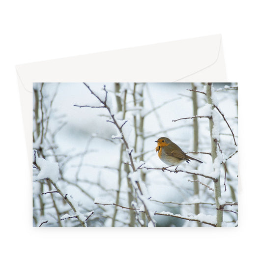 Robin perched on a snow covered tree branch Greeting Card
