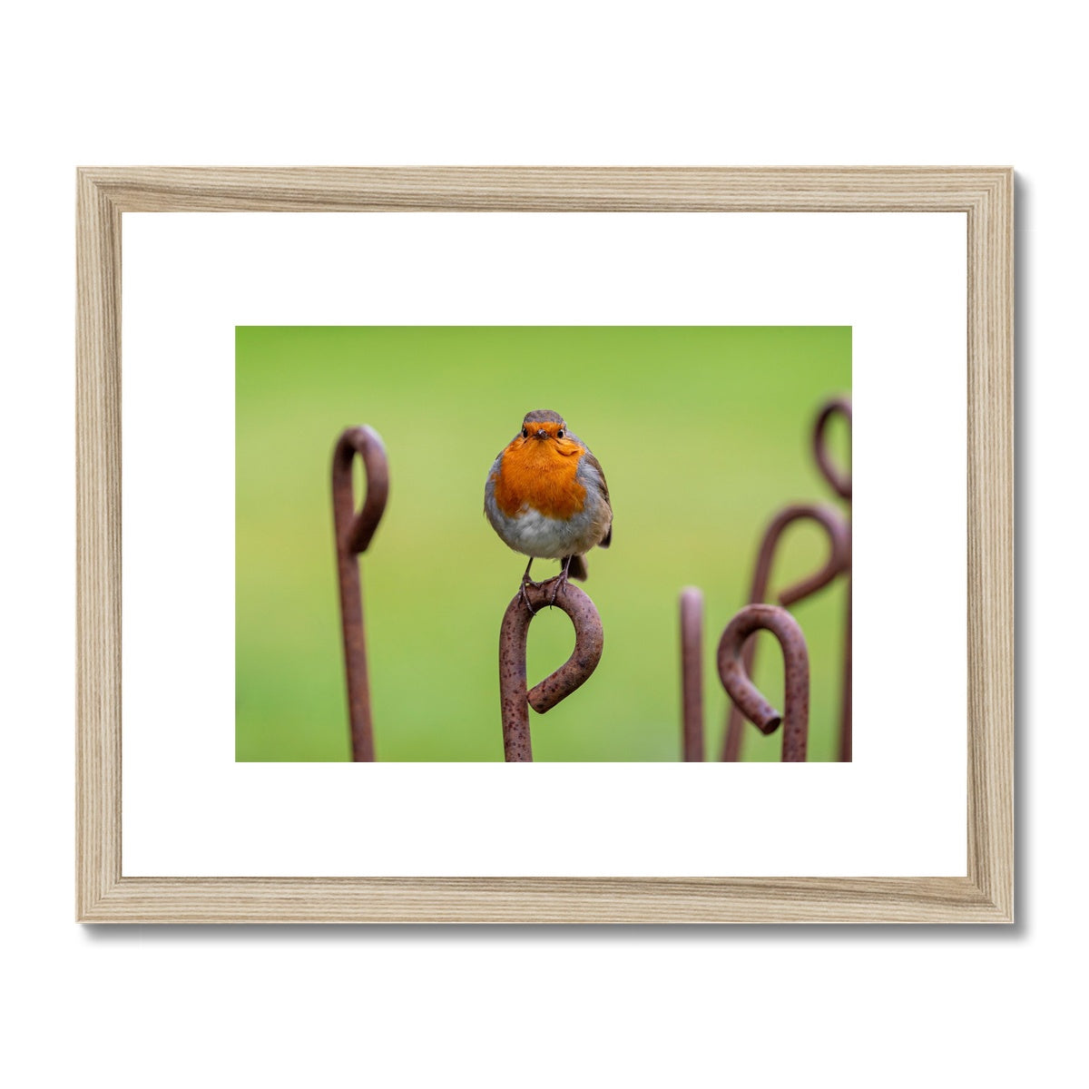 Robin sitting on a rusty metal stake in winter Framed & Mounted Print