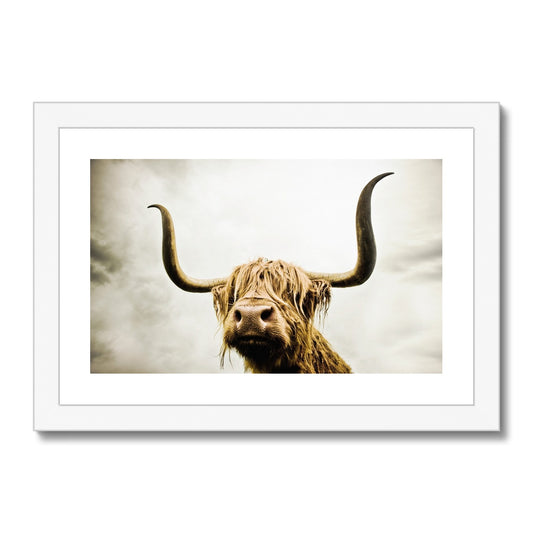 Highland Cow Framed & Mounted Print