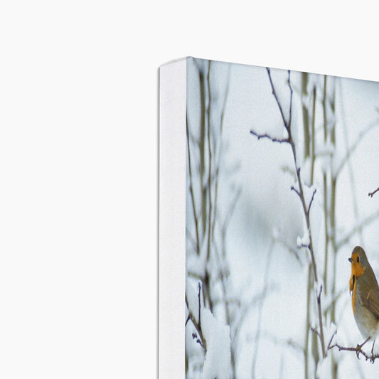 Robin perched on a snow covered tree branch Canvas