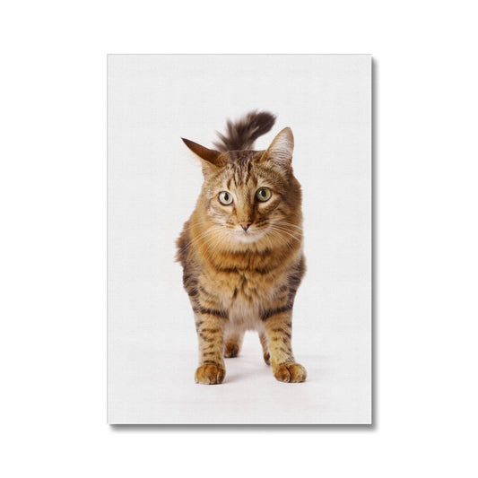 Tabby cat Canvas