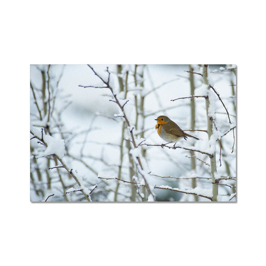 Robin perched on a snow covered tree branch Fine Art Print