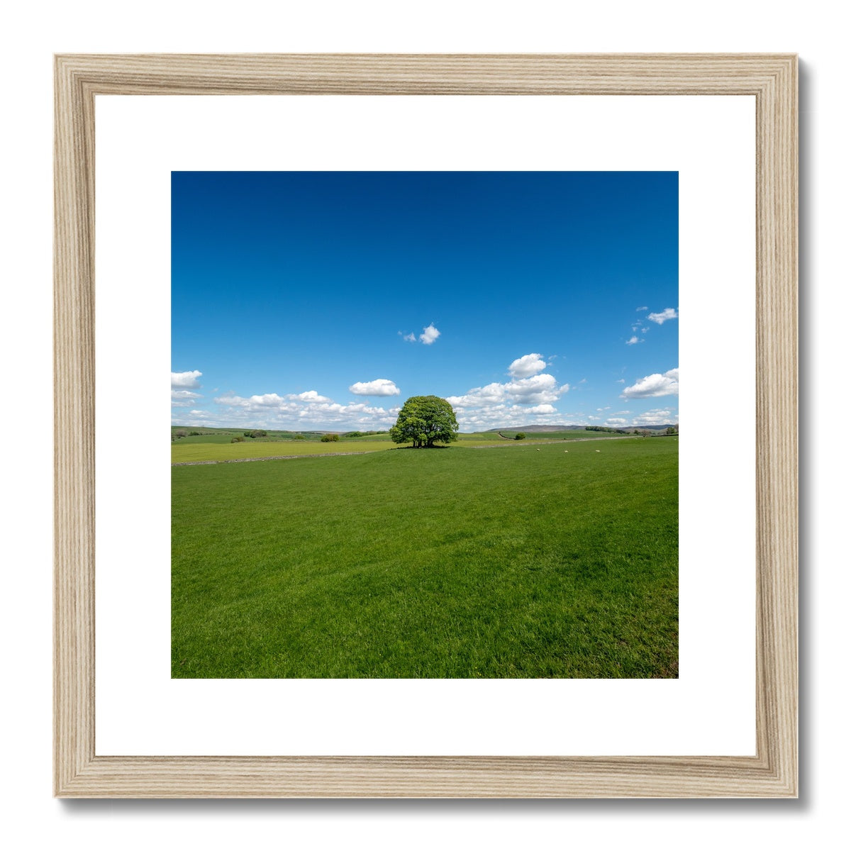 Single Tree, Yorkshire Dales Landscape Framed & Mounted Print