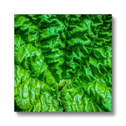 Close-up of the textured surface of a vivid green young rhubarb leaf Canvas