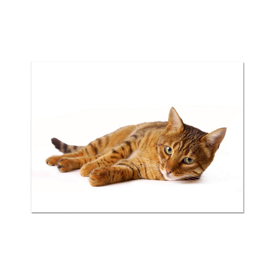 Bengal cat lying on its side on a white background Fine Art Print