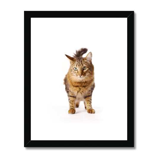 Tabby cat Framed & Mounted Print
