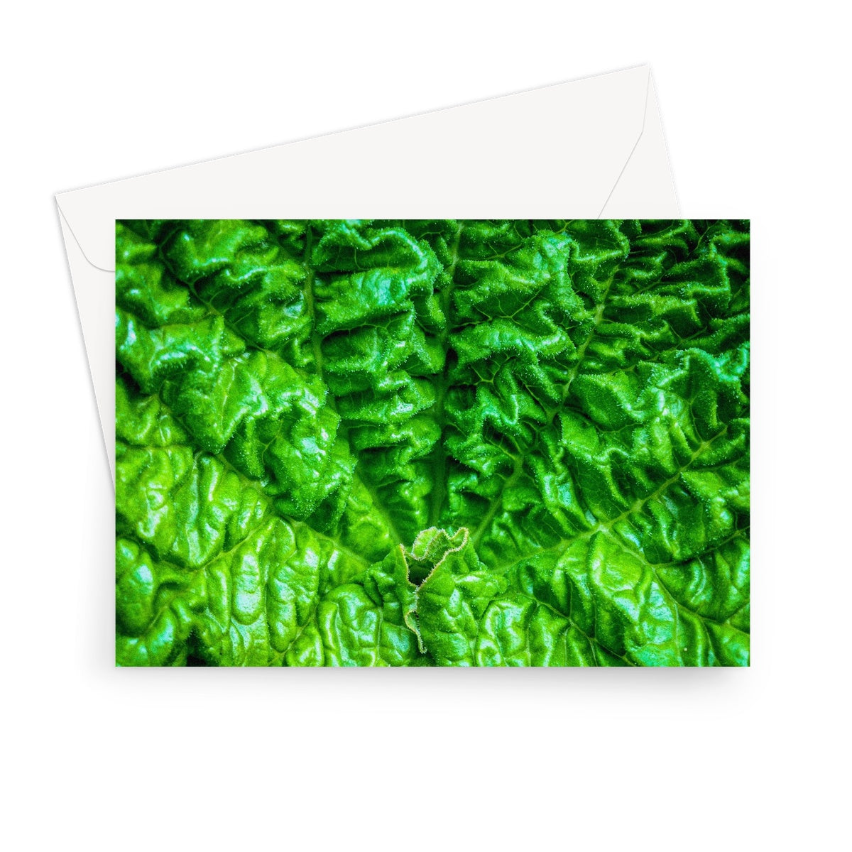 Close-up of the textured surface of a vivid green young rhubarb leaf Greeting Card