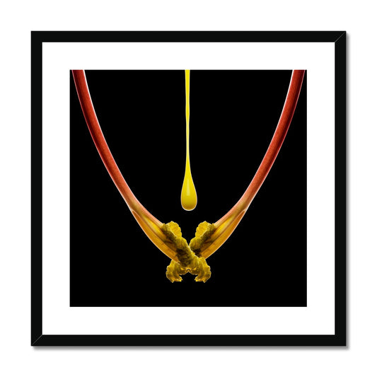 Rhubarb and custard drip Framed & Mounted Print