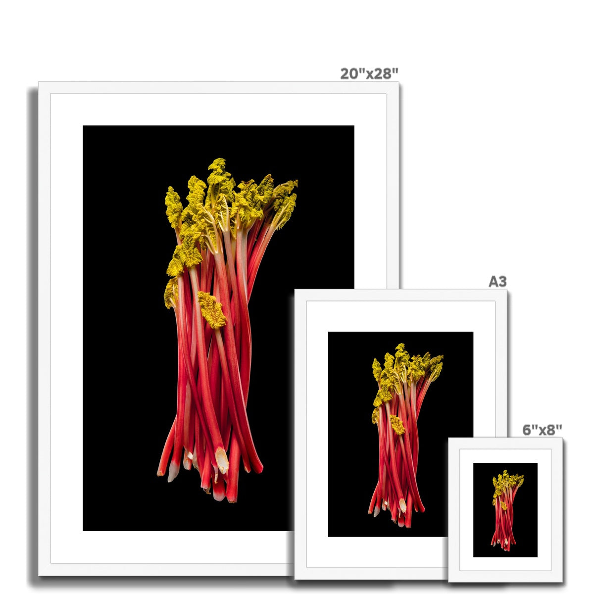 Rhubarb on black background Framed & Mounted Print