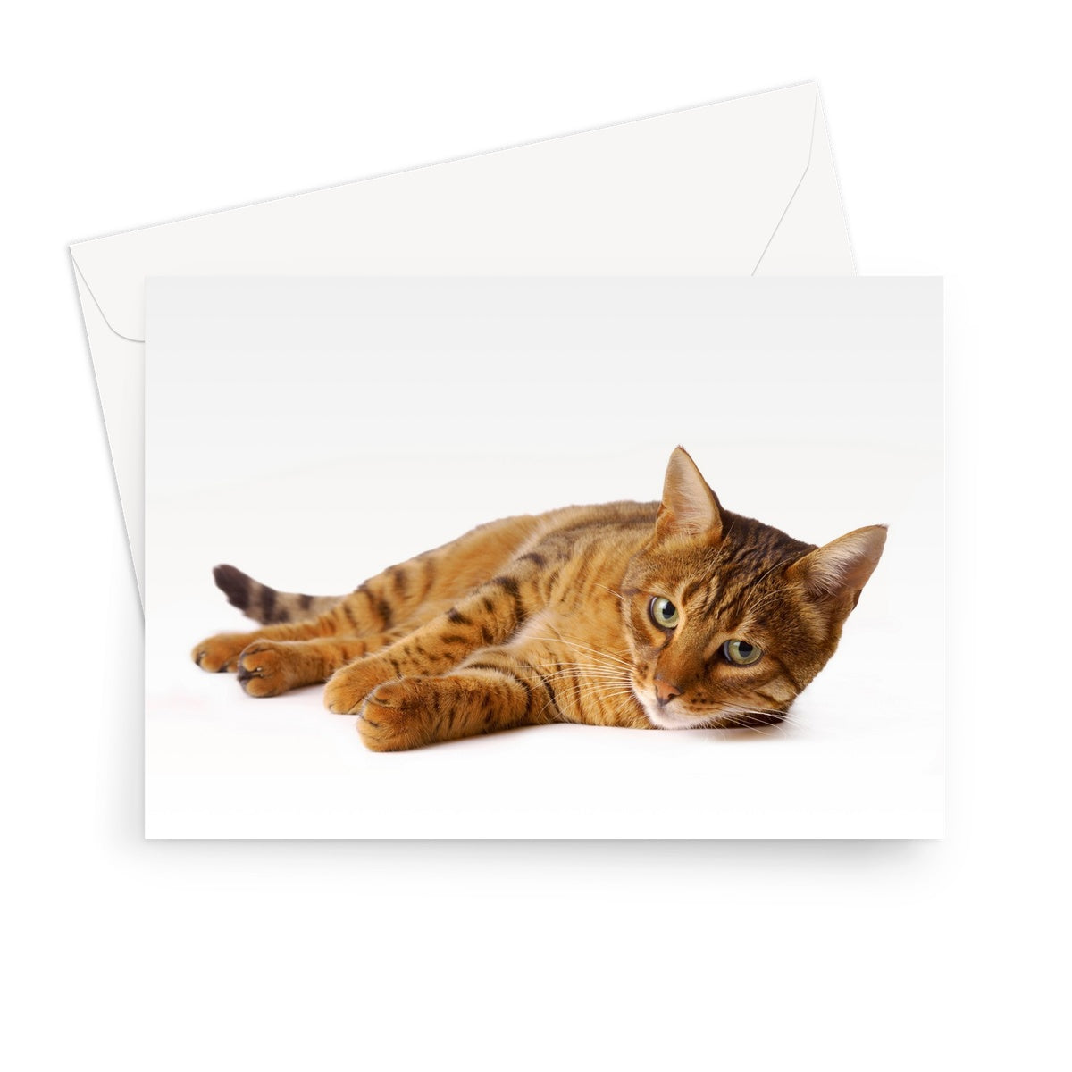 Bengal cat lying on its side on a white background Greeting Card