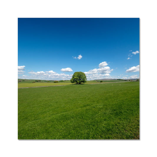 Single Tree, Yorkshire Dales Landscape Fine Art Print