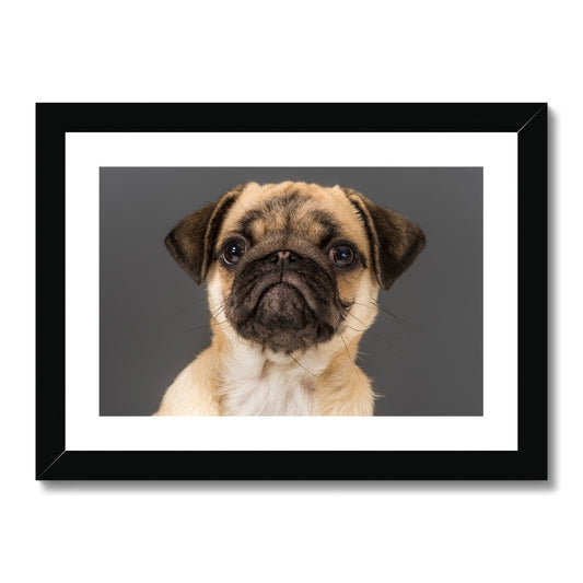 Pug Dog Framed & Mounted Print