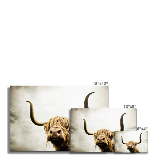 Highland Cow Fine Art Print