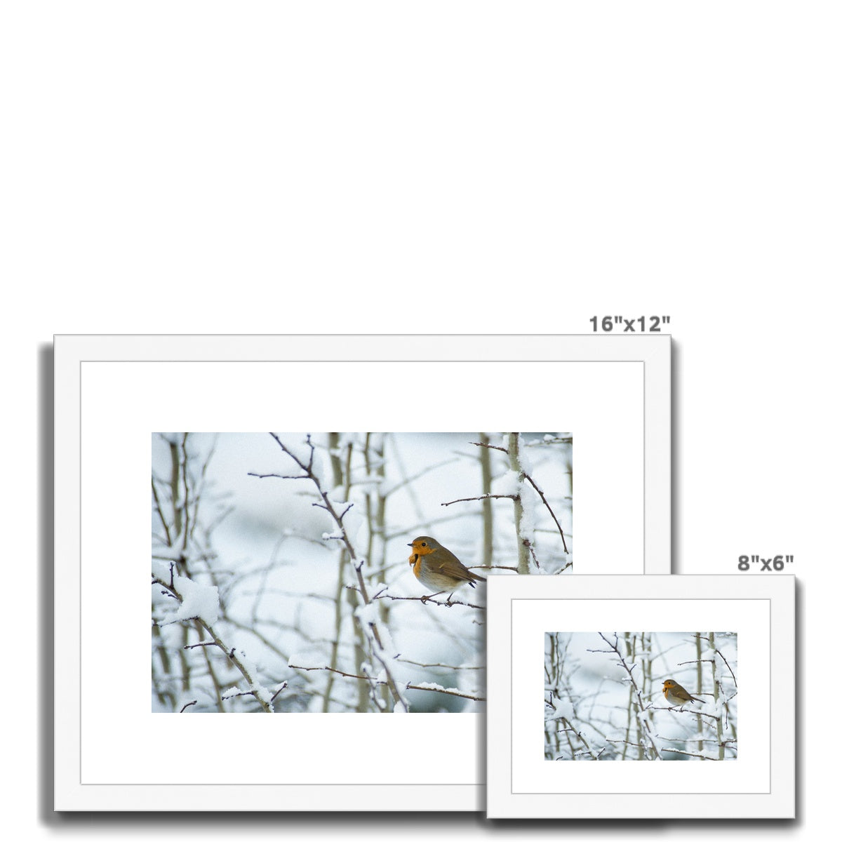 Robin perched on a snow covered tree branch Framed & Mounted Print