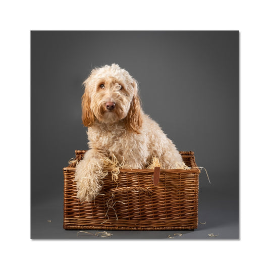 Cockapoo dog inside wicker picnic hamper Fine Art Print