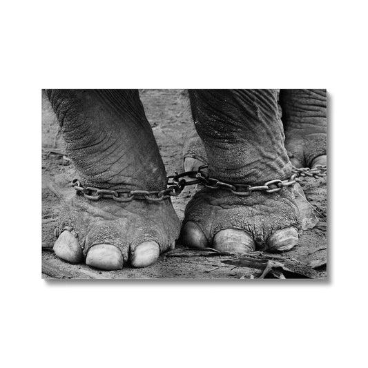 Chained elephant feet Canvas