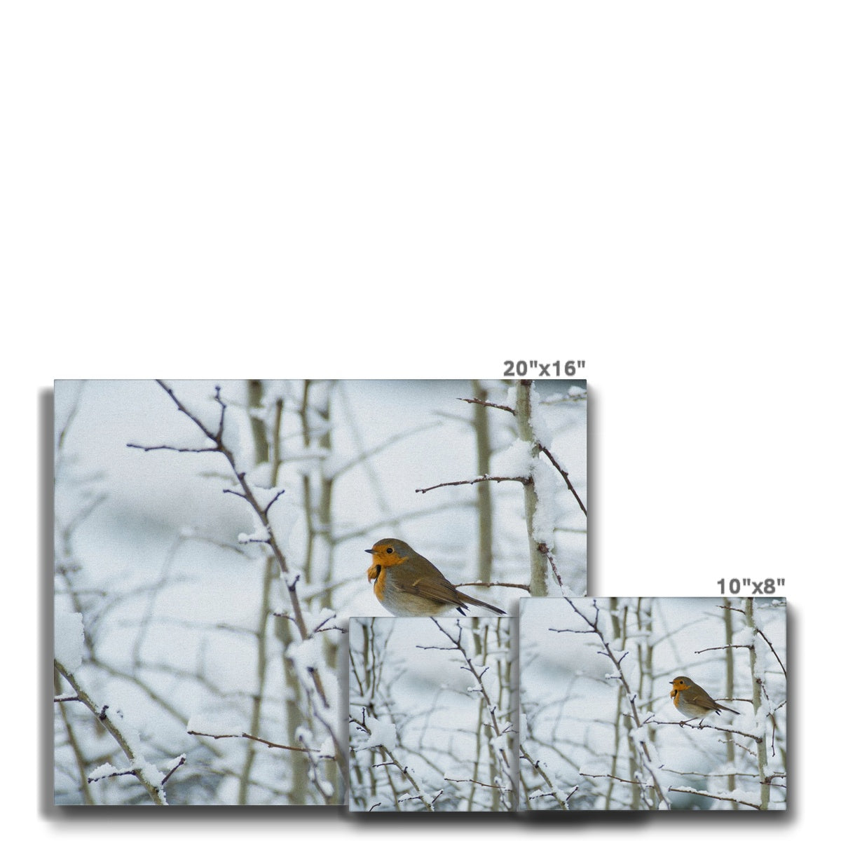 Robin perched on a snow covered tree branch Canvas