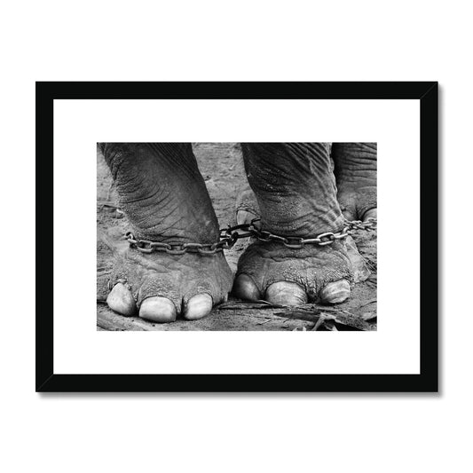 Chained elephant feet Framed & Mounted Print
