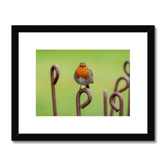 Robin sitting on a rusty metal stake in winter Framed & Mounted Print