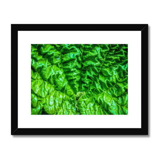 Close-up of the textured surface of a vivid green young rhubarb leaf Framed & Mounted Print