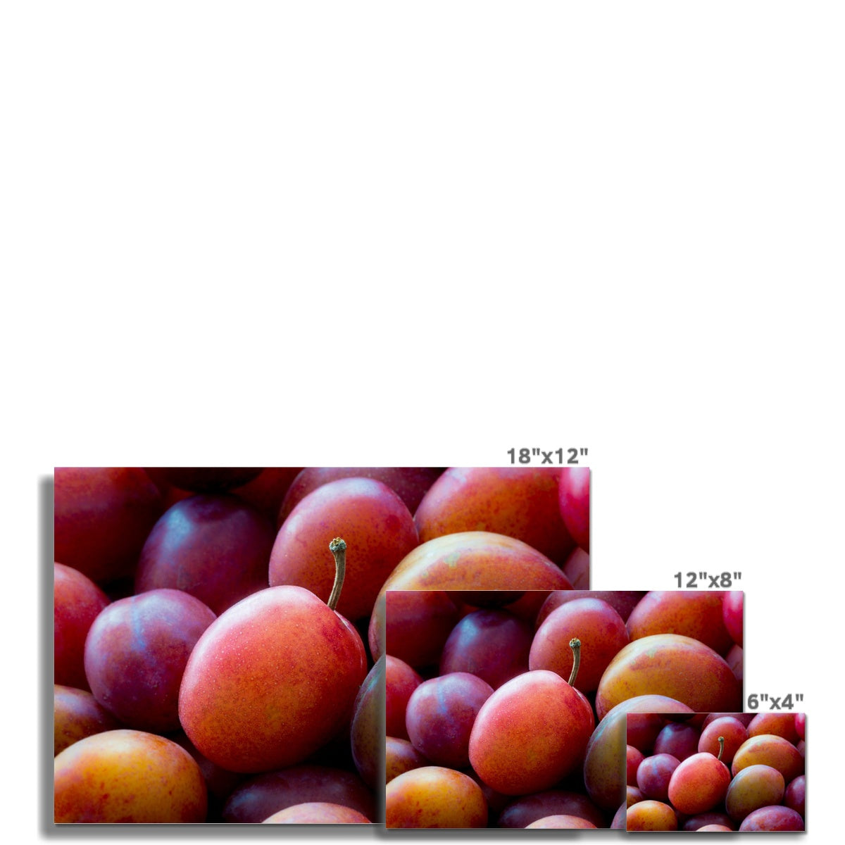 Freshly picked Victoria plums. Fine Art Print