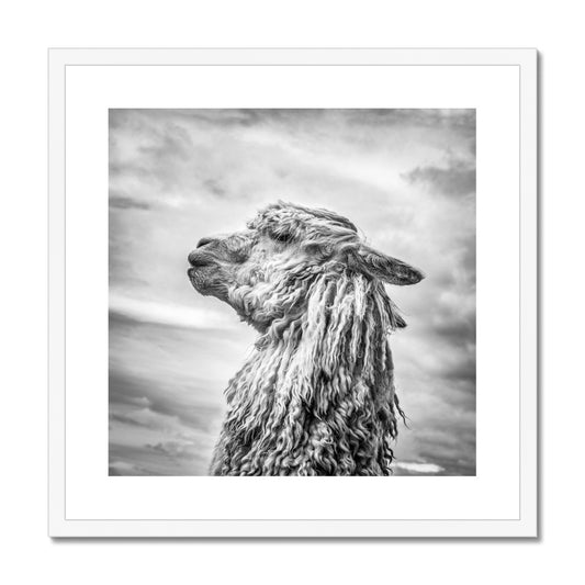 Alpaca  Framed & Mounted Print
