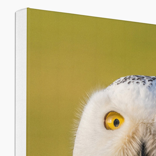 Surprised Snowy Owl Canvas