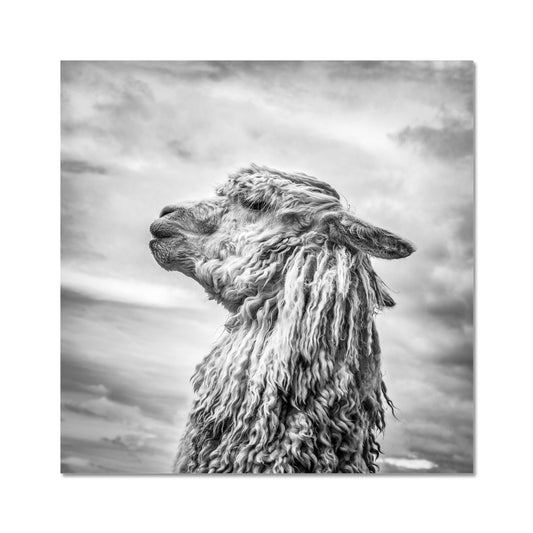 Alpaca  Fine Art Print