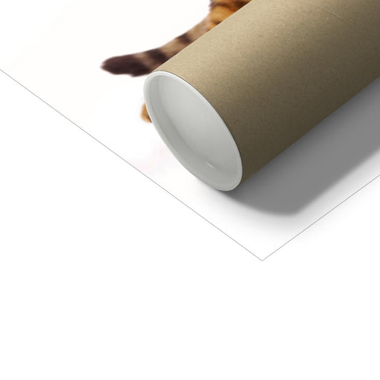 Bengal cat lying on its side on a white background Fine Art Print