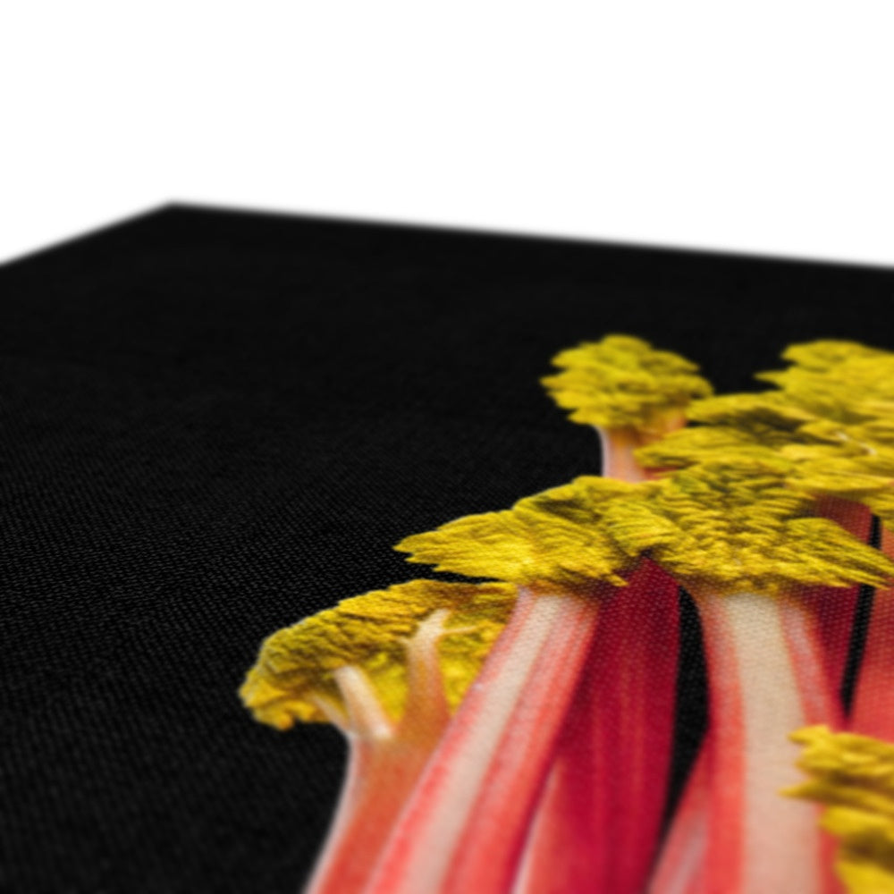 Rhubarb on black background Canvas