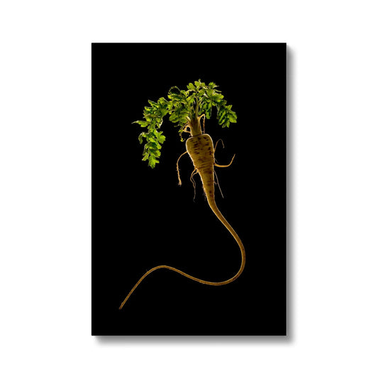 Quirky Parsnip Canvas