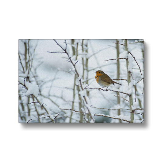 Robin perched on a snow covered tree branch Canvas