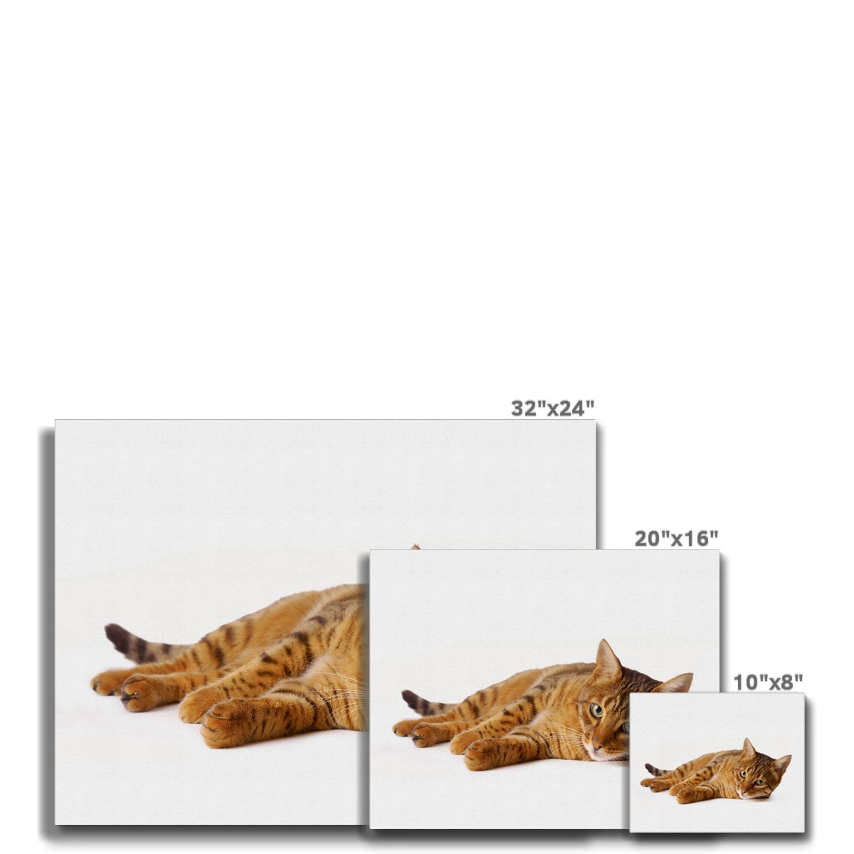Bengal cat lying on its side on a white background Canvas